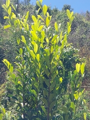 Trilepisium madagascariense
