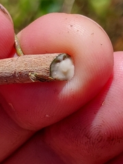 Trilepisium madagascariense, photograph (c) Stuart Cable, some rights reserved (CC BY)