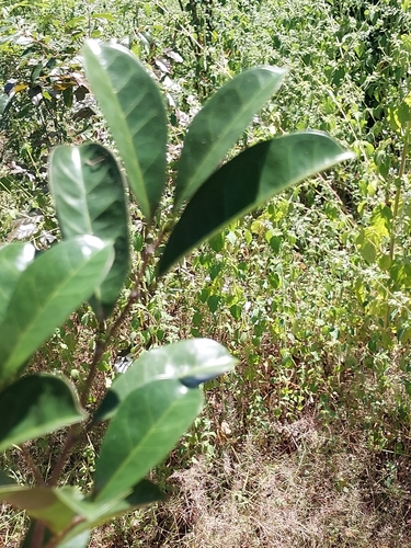 Trilepisium madagascariense, photograph 3