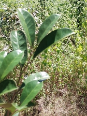Trilepisium madagascariense, photograph (c) Stuart Cable, some rights reserved (CC BY)
