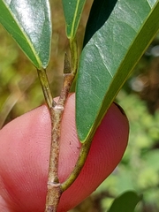 Trilepisium madagascariense, photograph (c) Stuart Cable, some rights reserved (CC BY)
