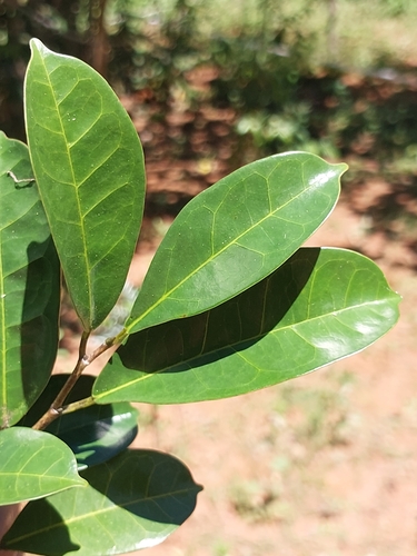 Trilepisium madagascariense, photograph 5