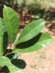 Trilepisium madagascariense, photograph (c) Stuart Cable, some rights reserved (CC BY)