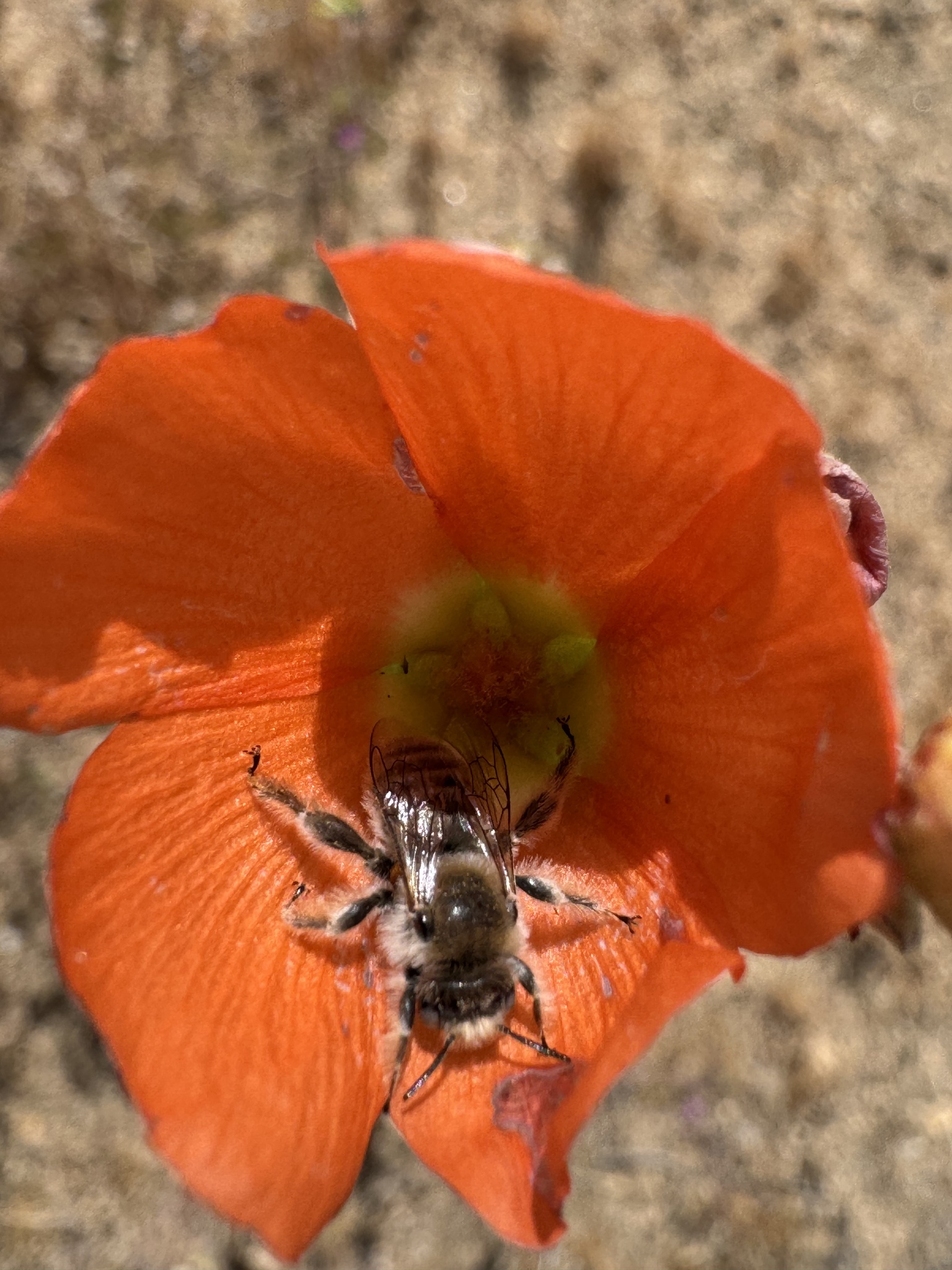 Apricot Globemallow (Sphaeralcea ambigua)
