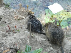 Myocastor coypus