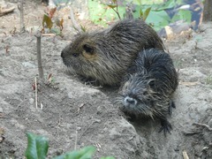 Myocastor coypus