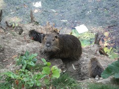 Myocastor coypus