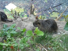Myocastor coypus
