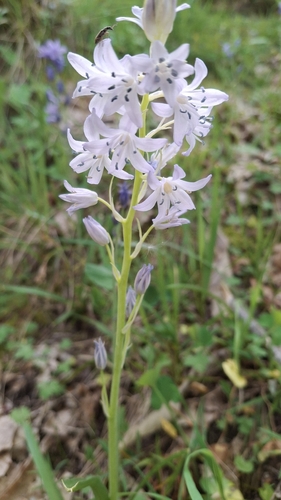 Hyacinthoides paivae, photograph 1