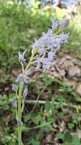 Hyacinthoides paivae, photograph 2