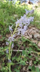 Hyacinthoides paivae, photograph (c) Carminda Santos, some rights reserved (CC BY)