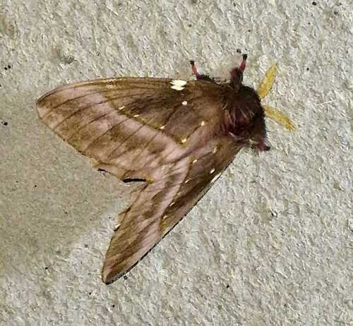 Paradirphia andicola