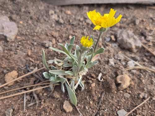 Perky Sue (Tetraneuris argentea)