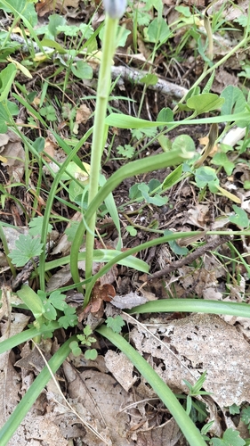 Hyacinthoides paivae, photograph 3