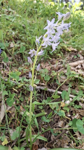 Hyacinthoides paivae, photograph 4
