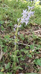 Hyacinthoides paivae, photograph (c) Carminda Santos, some rights reserved (CC BY)