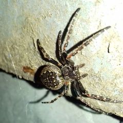 Nuctenea umbratica