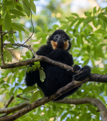 Red-Cheeked Gibbon photo 3