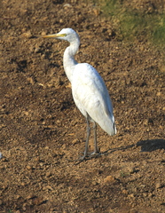 Bubulcus ibis coromandus