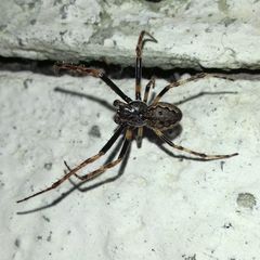 Nuctenea umbratica