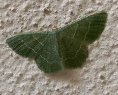 Phaiogramma etruscaria