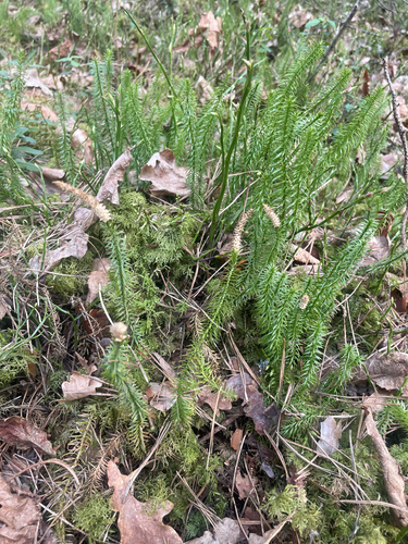interrupted clubmoss (Spinulum annotinum)