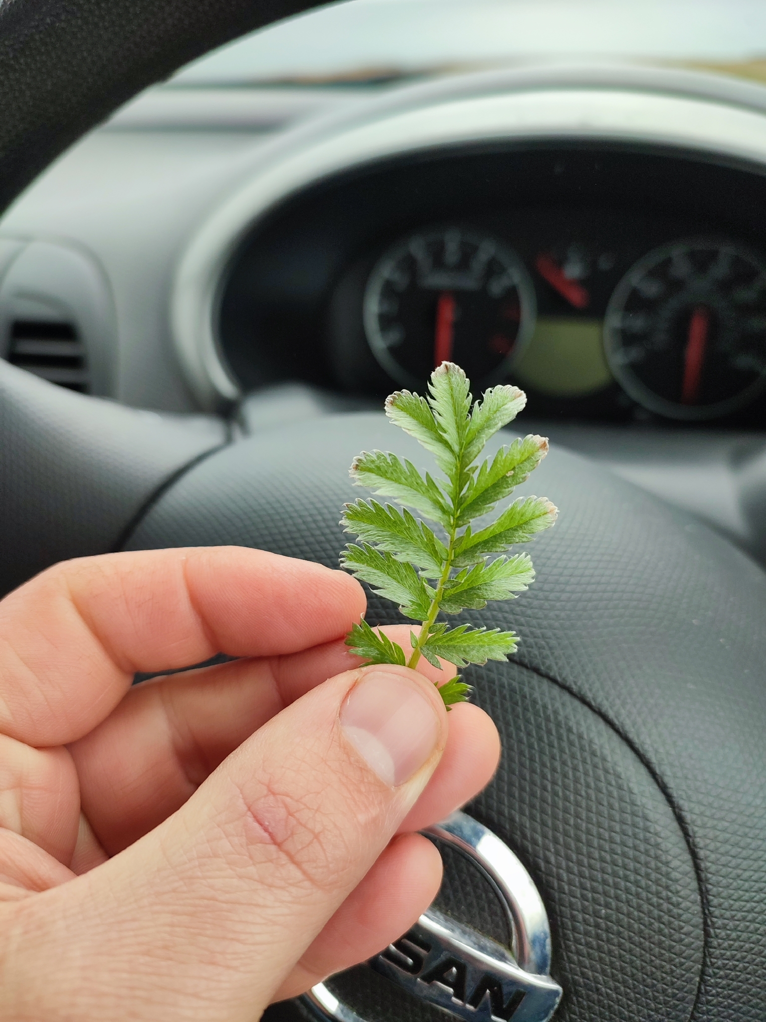 Silverweed (Argentina anserina)