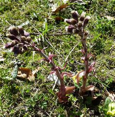 Petasites paradoxus