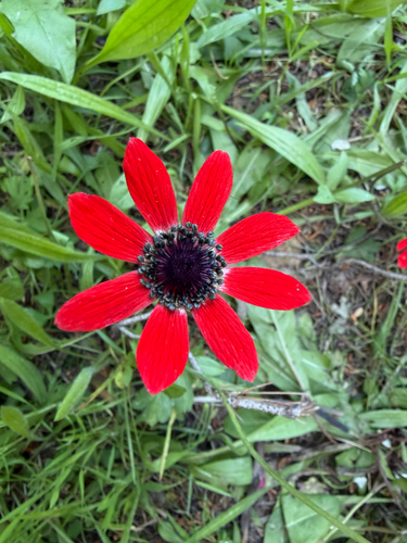 peacock anemone (Anemone pavonina)