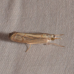 Parapediasia decorellus