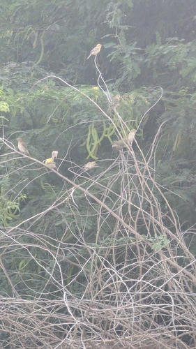 Arabian Golden Sparrow