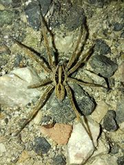 Hogna radiata