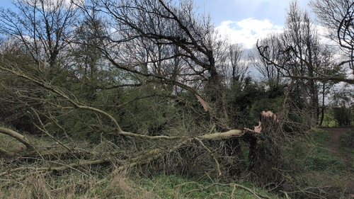 European ash (Fraxinus excelsior)