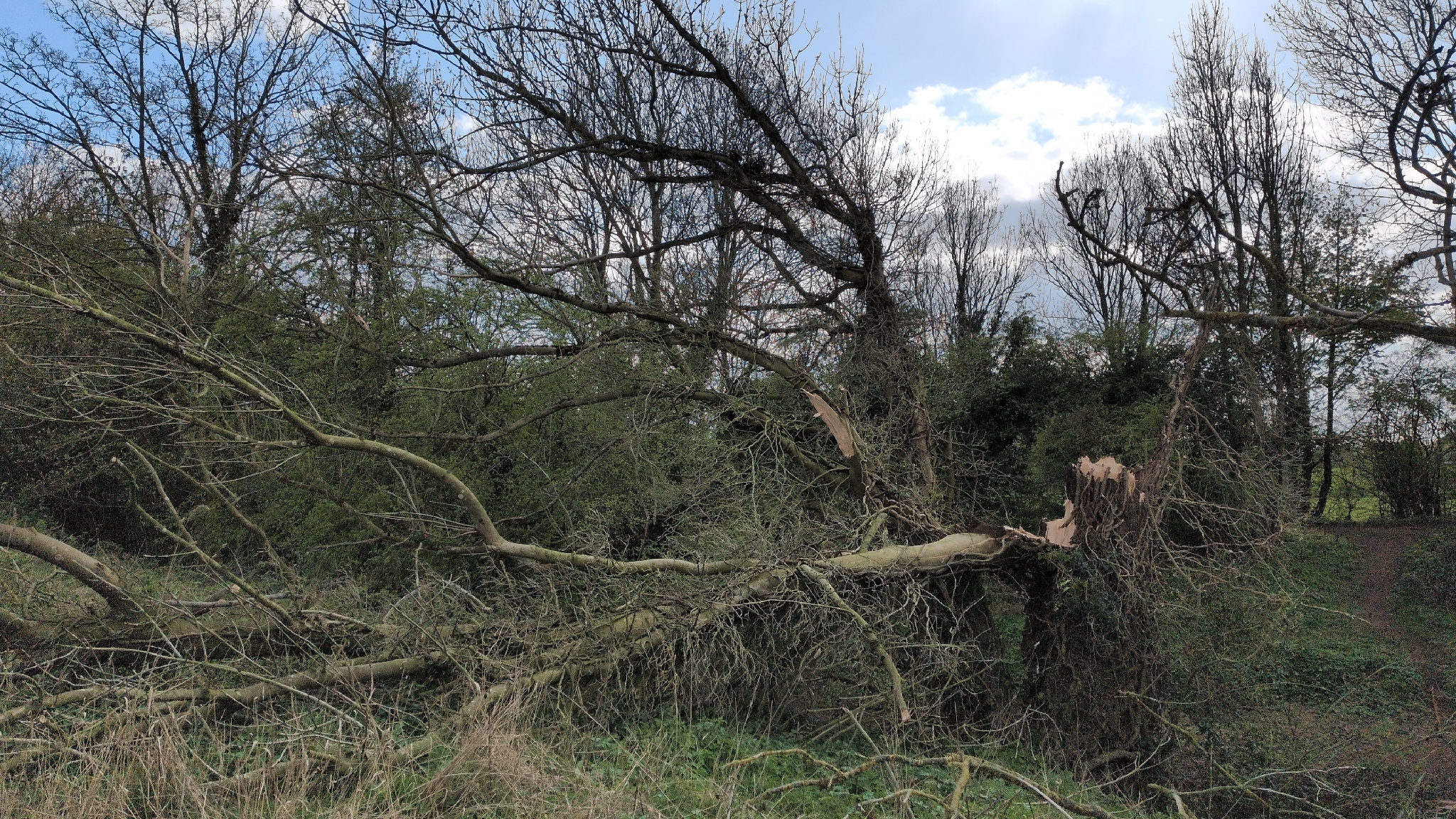 European Ash (Fraxinus excelsior)
