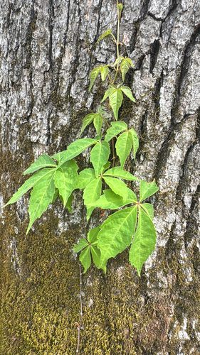 Virginia creeper (Parthenocissus quinquefolia)