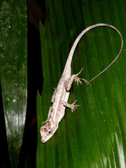 Anolis lemurinus