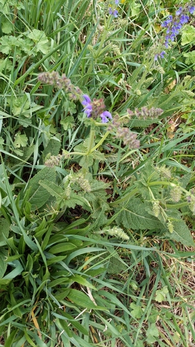 Meadow Sage (Salvia pratensis)