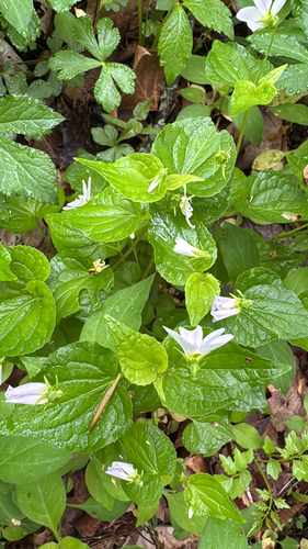 Canada Violet (Viola canadensis)