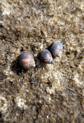 Melarhaphe neritoides