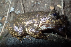 Limnonectes kuhlii