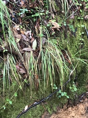 Anthoxanthum occidentale