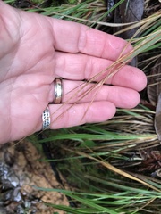 Anthoxanthum occidentale