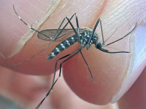 Asian Bush Mosquito photo 5