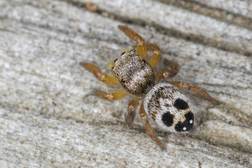Habronattus decorus