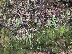 Anthoxanthum occidentale