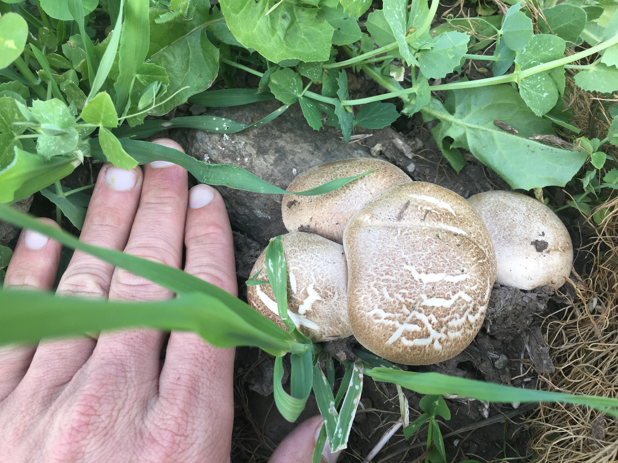 Pleurotus eryngii image