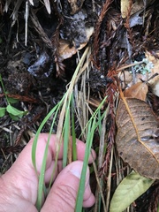 Anthoxanthum occidentale