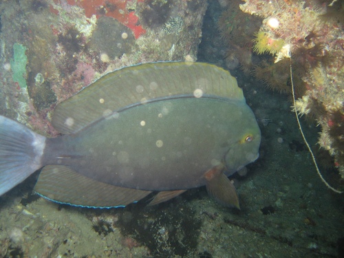 Black surgeonfish (Acanthurus gahhm) — Acanthuridae — 5