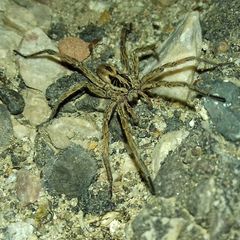 Hogna radiata