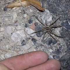 Hogna radiata